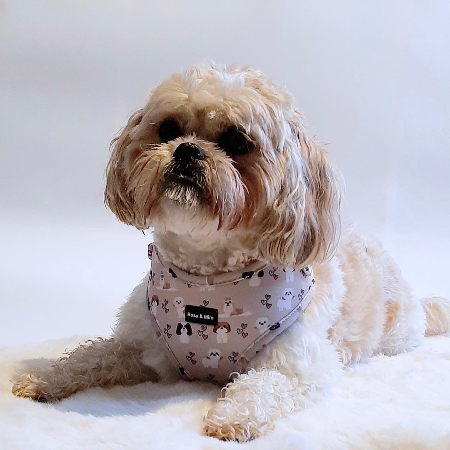 Harness Adjustable I Shih Tzu Not XXSmall