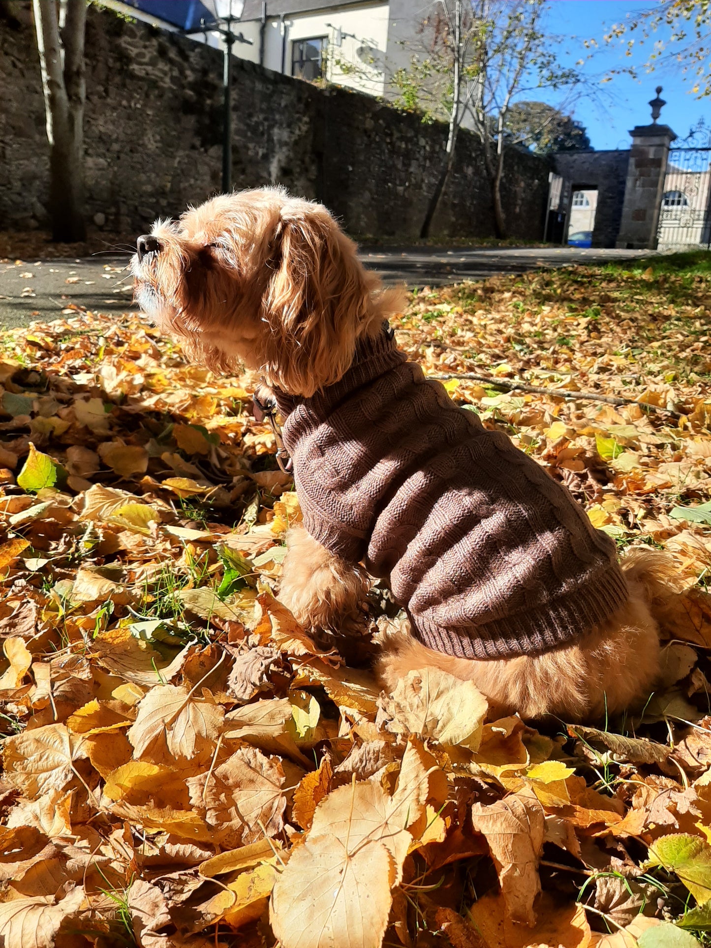 Fine Knit Cable Dog Jumper Latte Brown