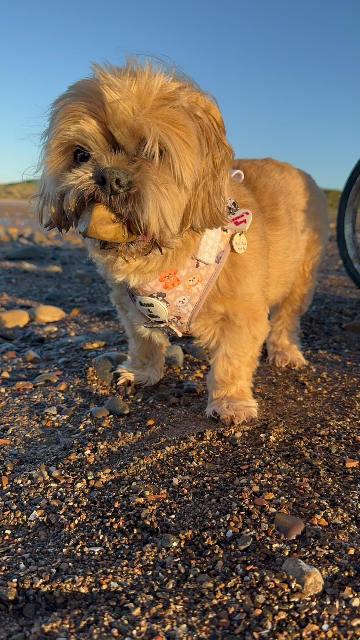 Harness Adjustable I Shih Tzu Not NEW