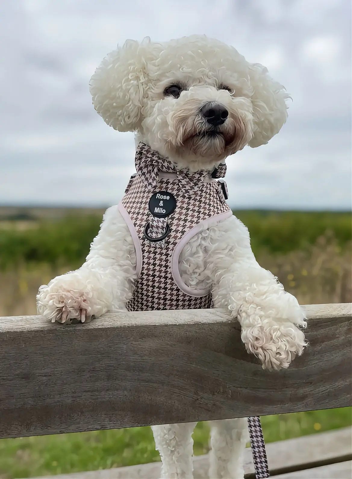Beige Houndstooth Adjustable Dog Harness