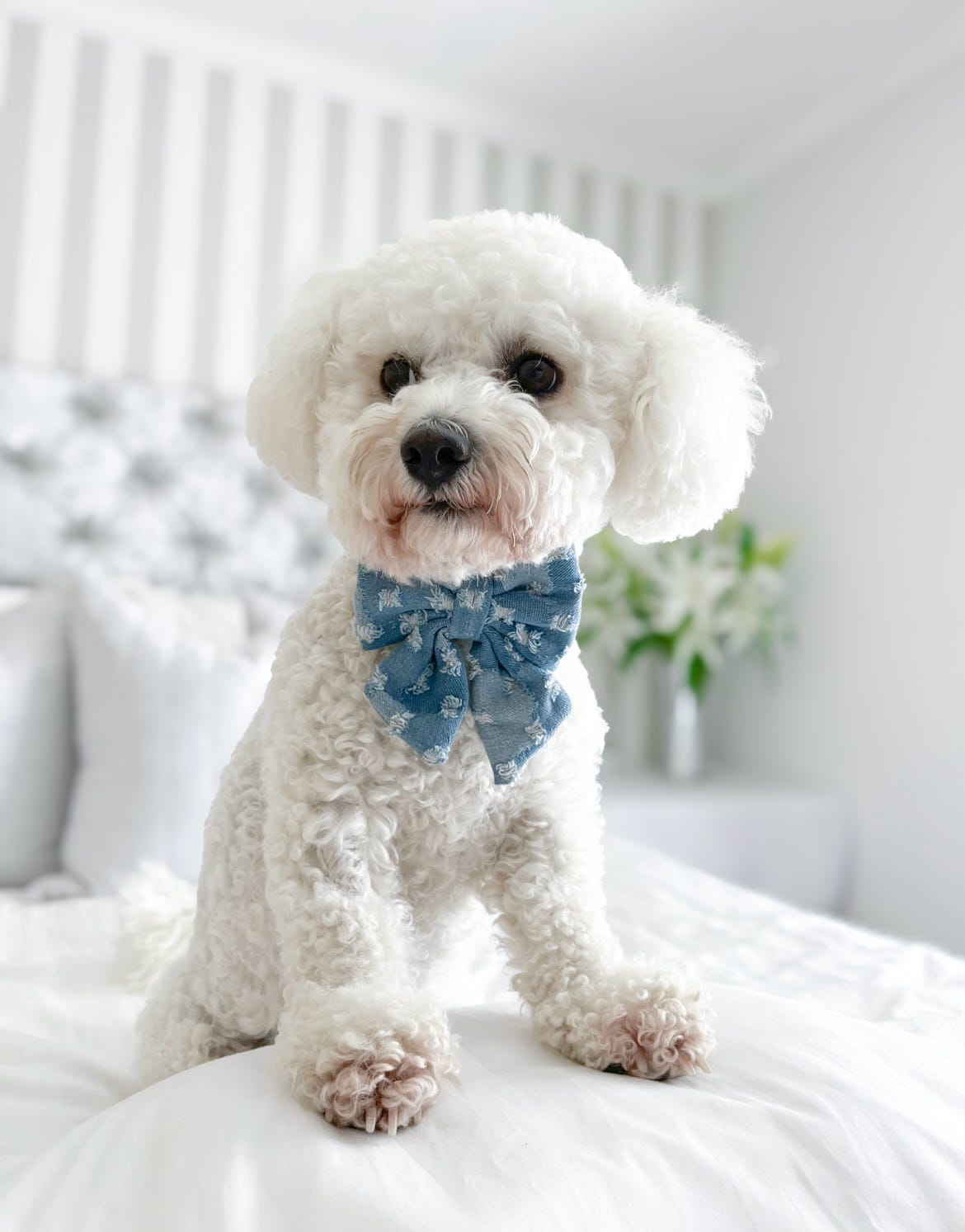 Doggy Denim Sailor Bow Tie