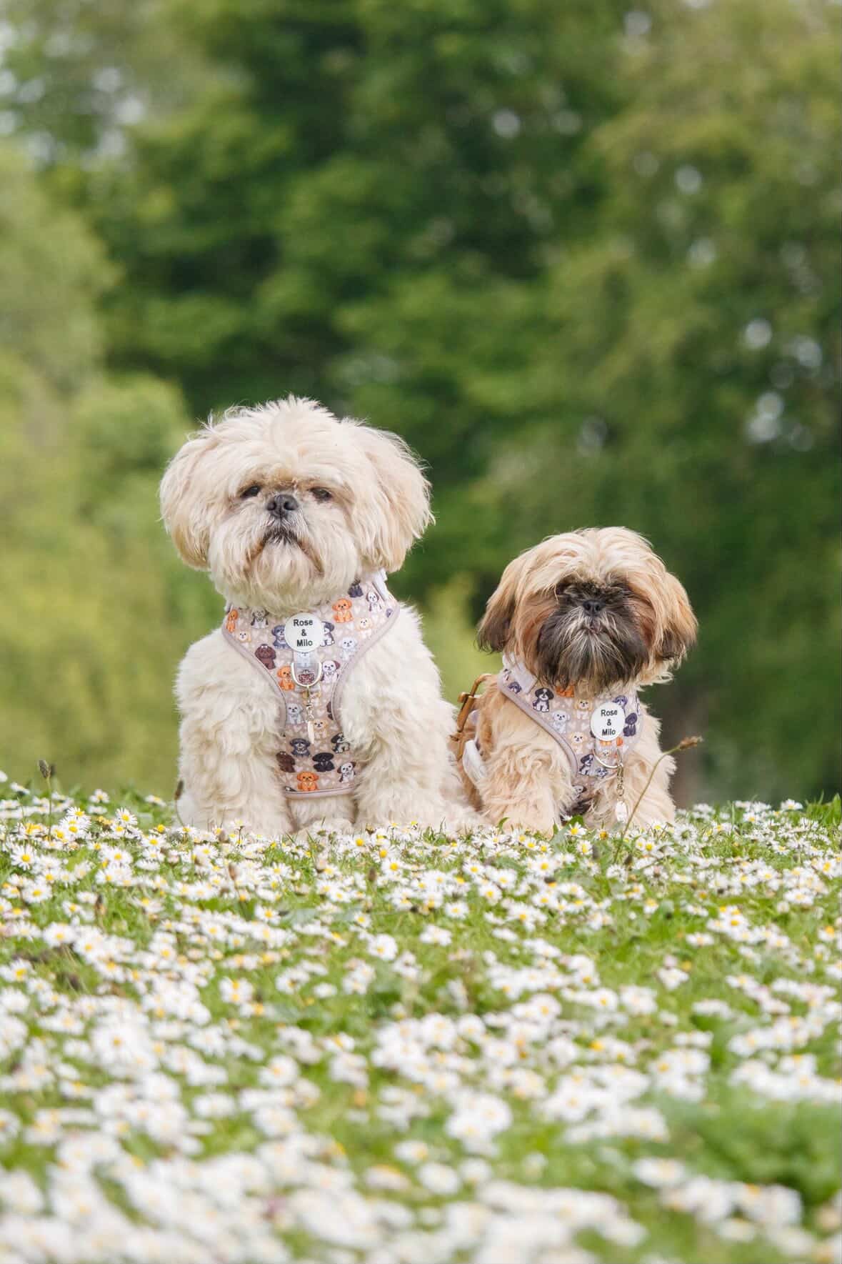 Harness Adjustable I Shih Tzu Not NEW