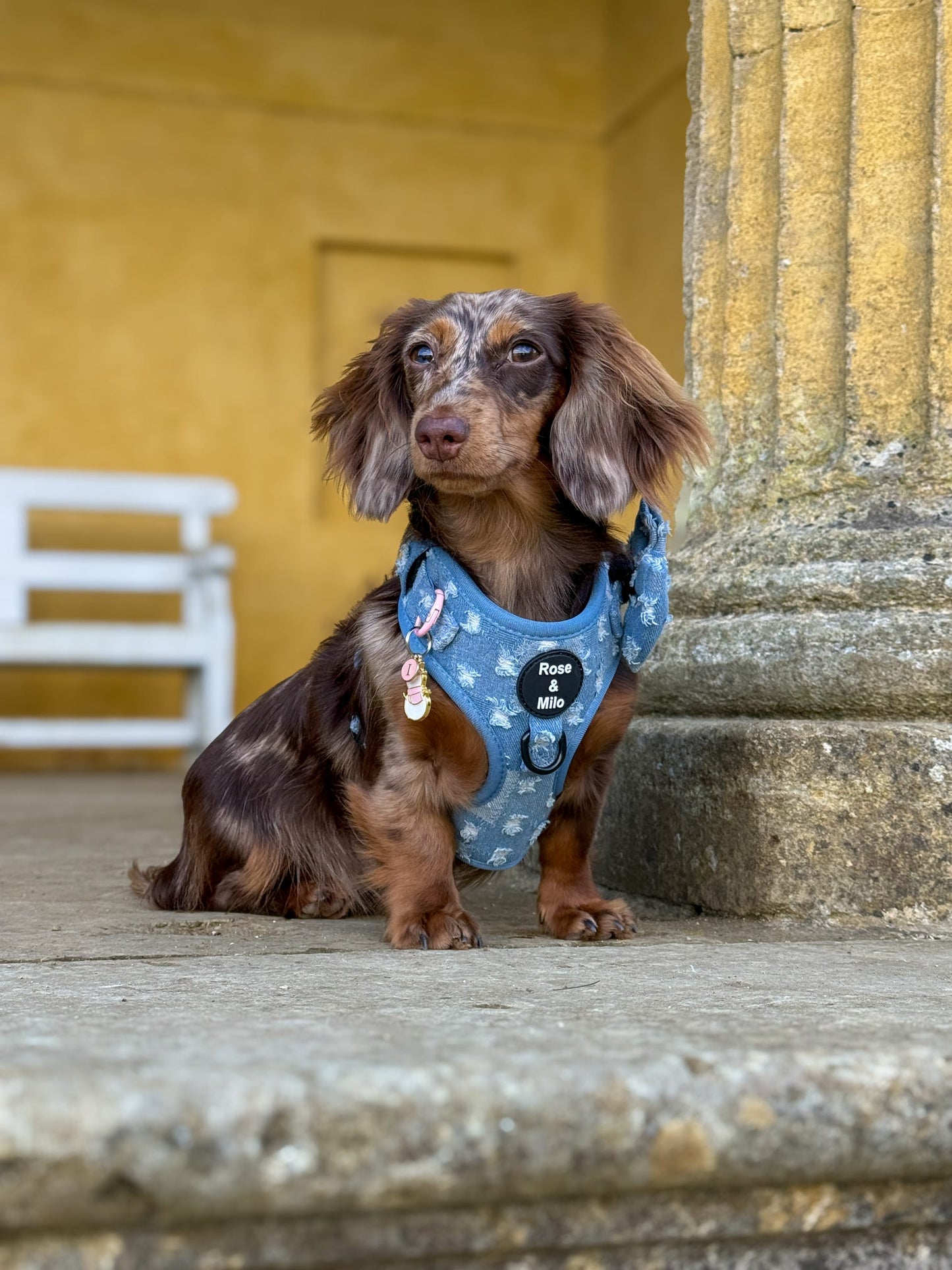 Doggy Denim Adjustable Dog Harness