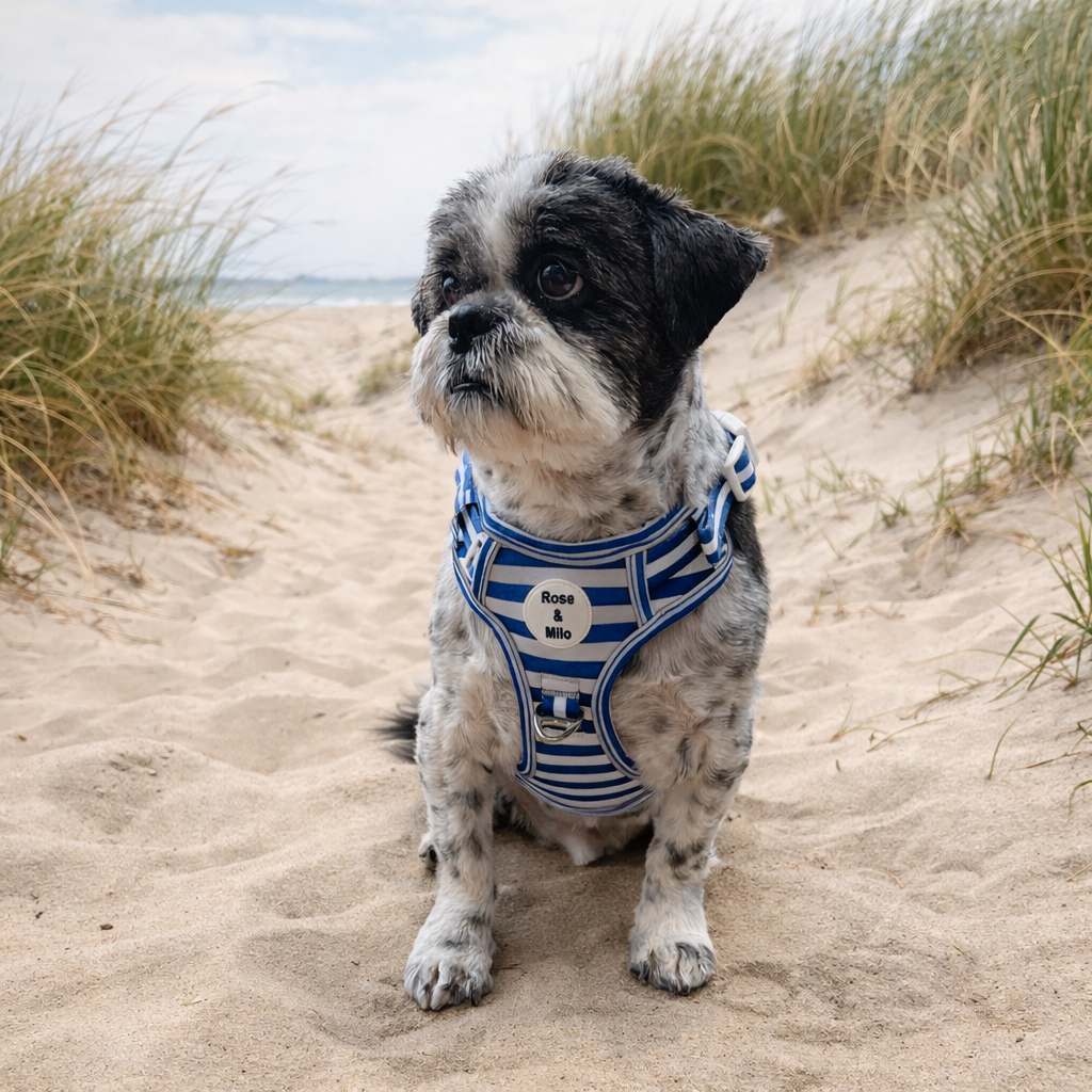 Blue Stripe Step-In Walk & Go Dog Harness