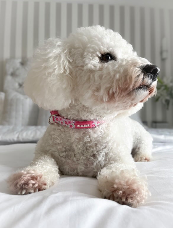 Pink Blooms Adjustable Dog Collar