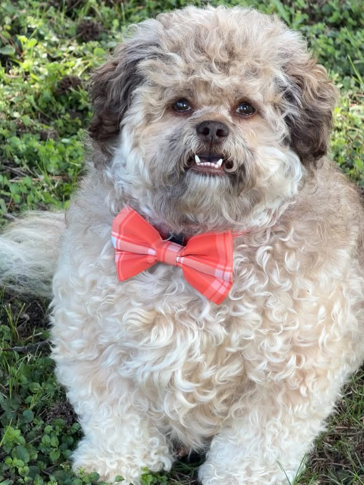 Orange Plaid Bow Ties Small & Large