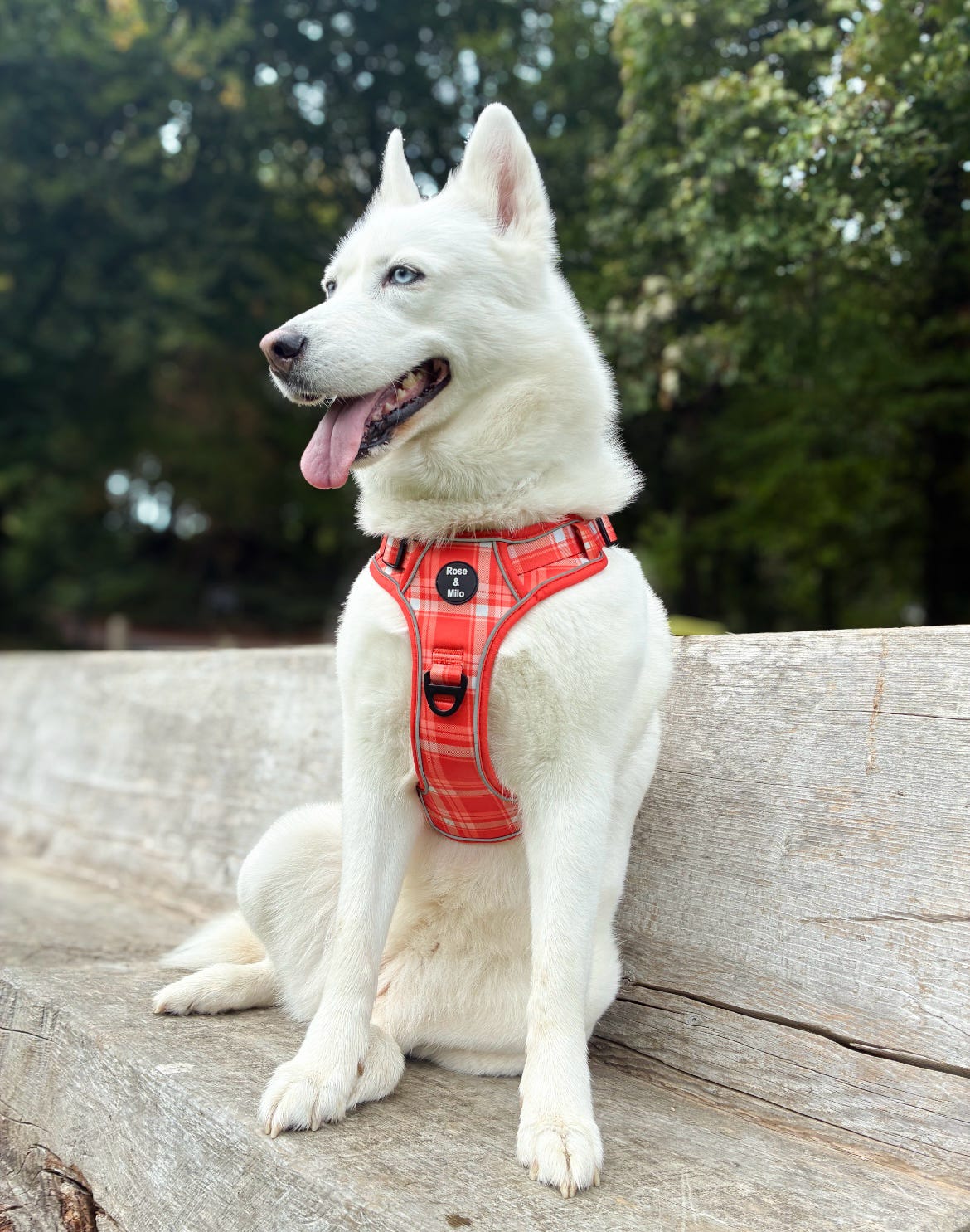Orange Plaid Walk & Go Adjustable Dog Harness