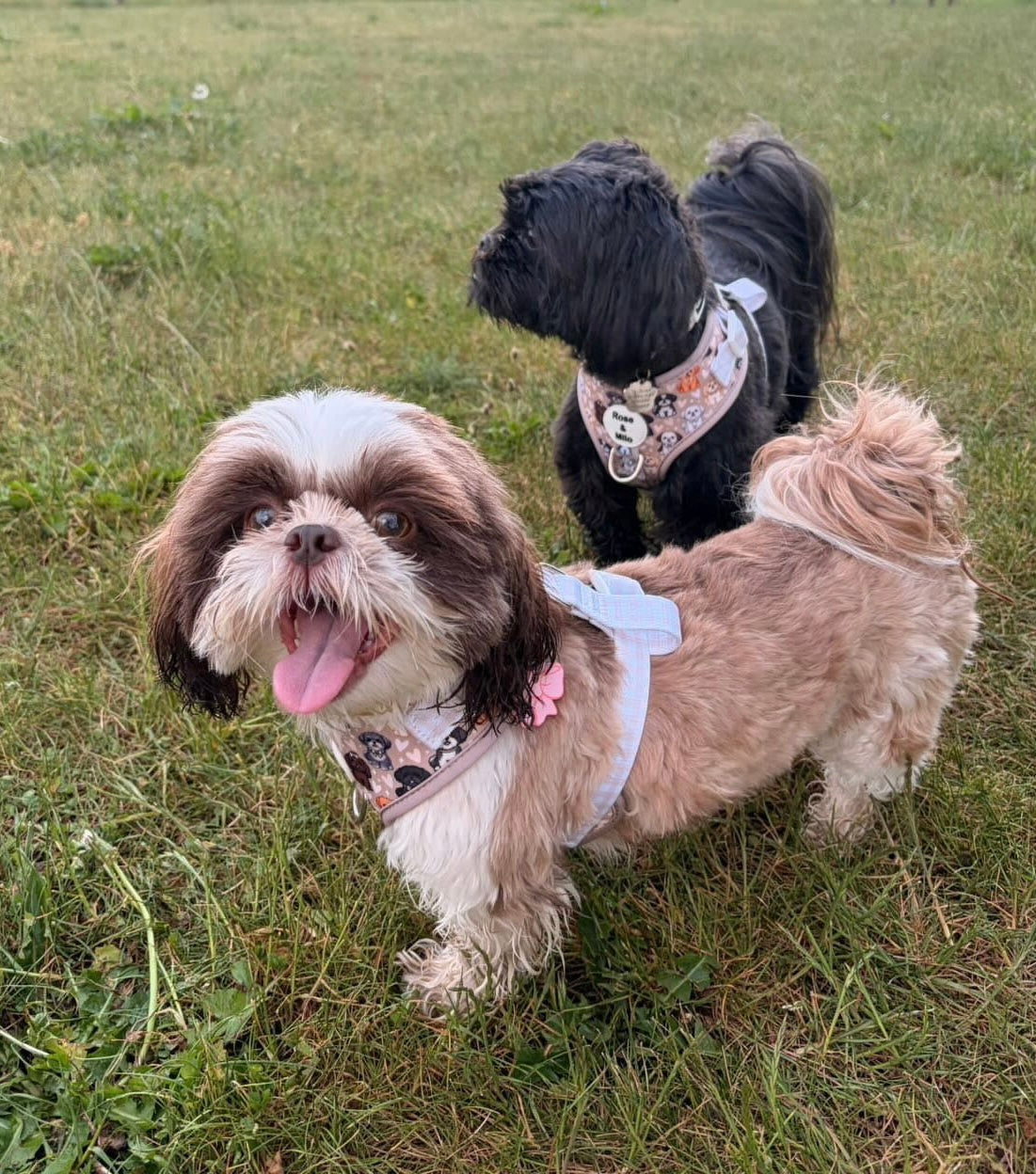 Harness Adjustable I Shih Tzu Not NEW