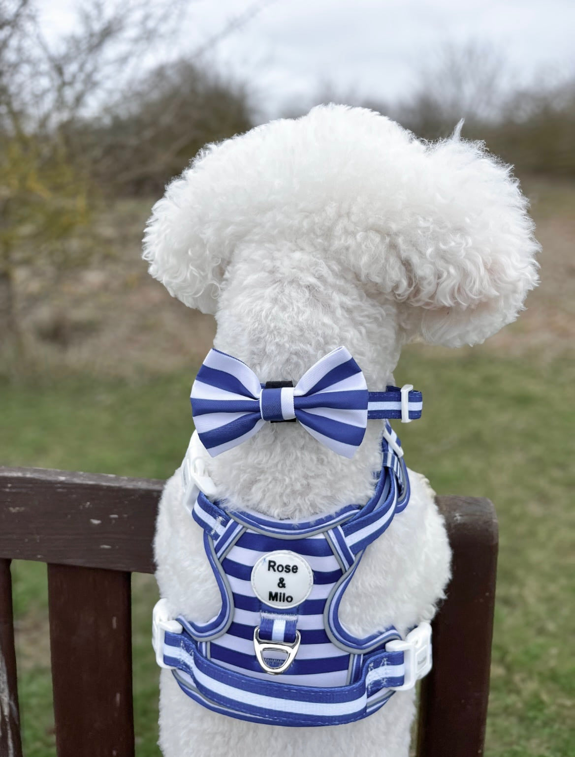 Blue Stripe Step-In Walk & Go Dog Harness