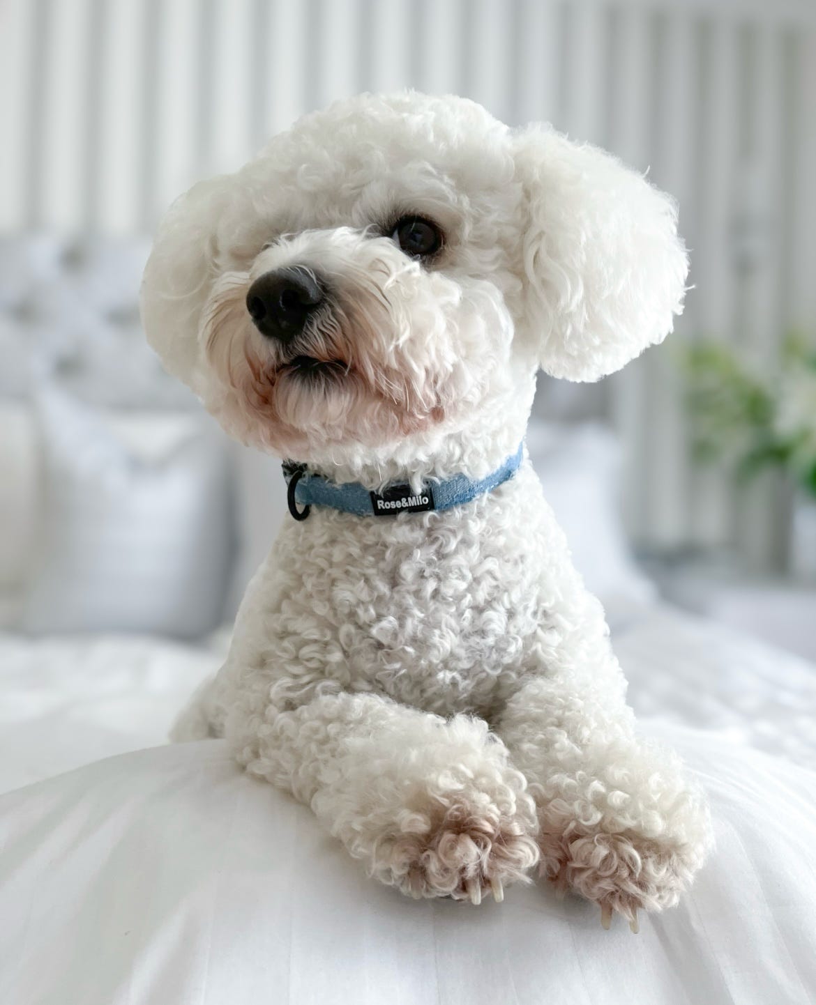 Doggy Denim Dog Collar