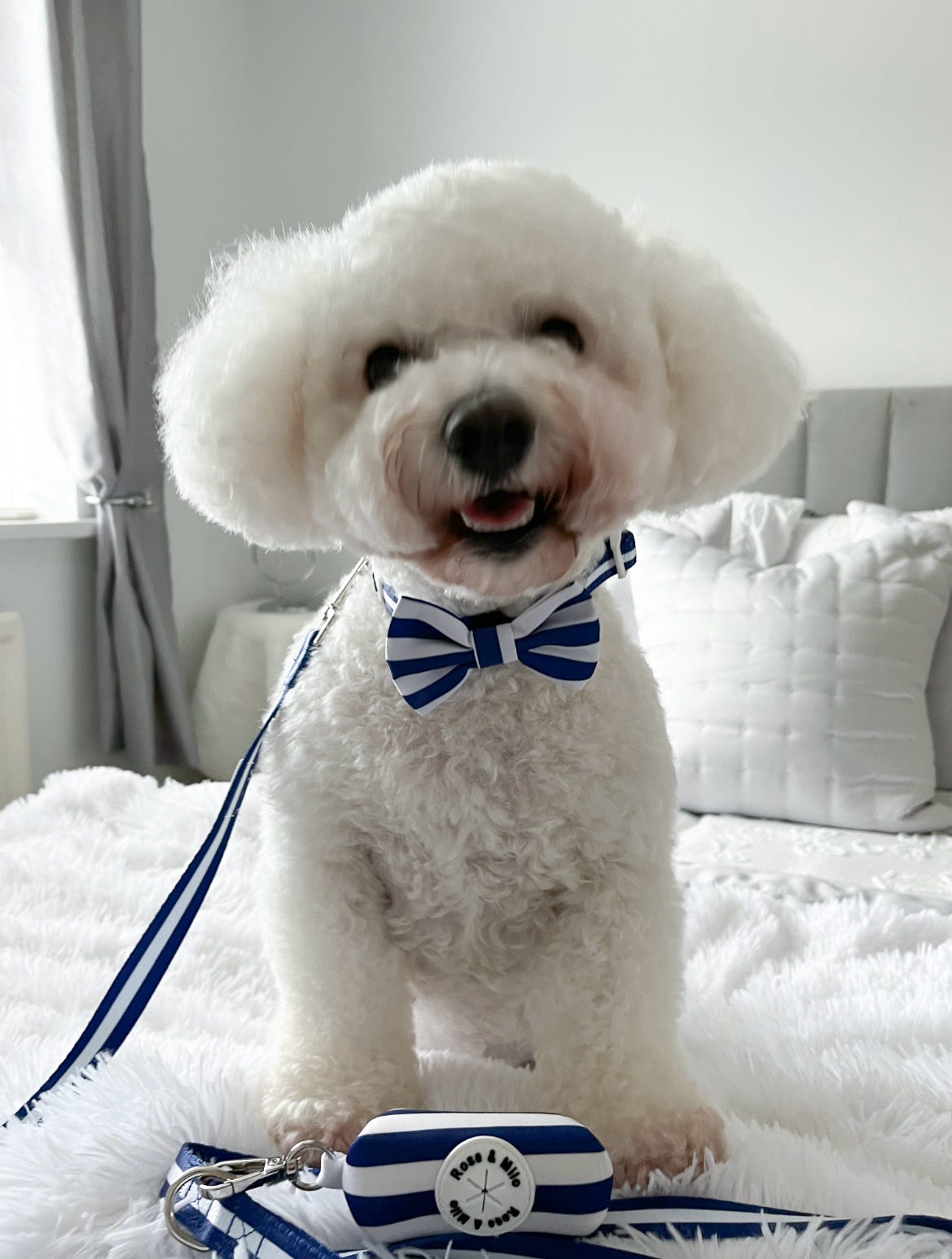 Blue Stripe Dog Bow Tie