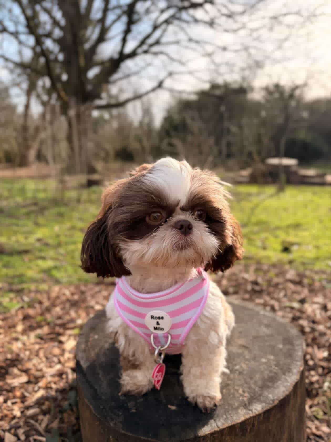 Pink Stripe Adjustable Dog Harness