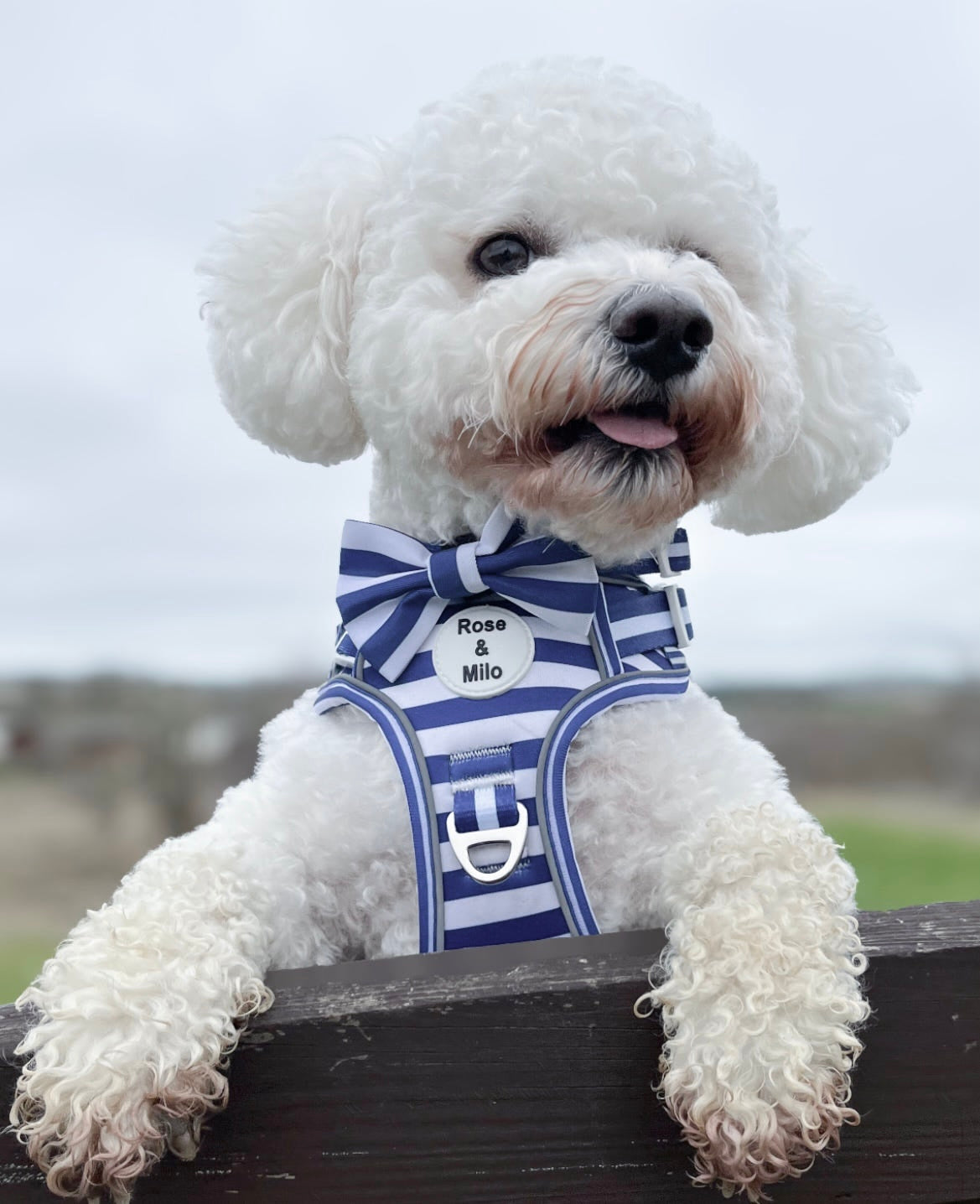 Blue Stripe Step-In Walk & Go Dog Harness