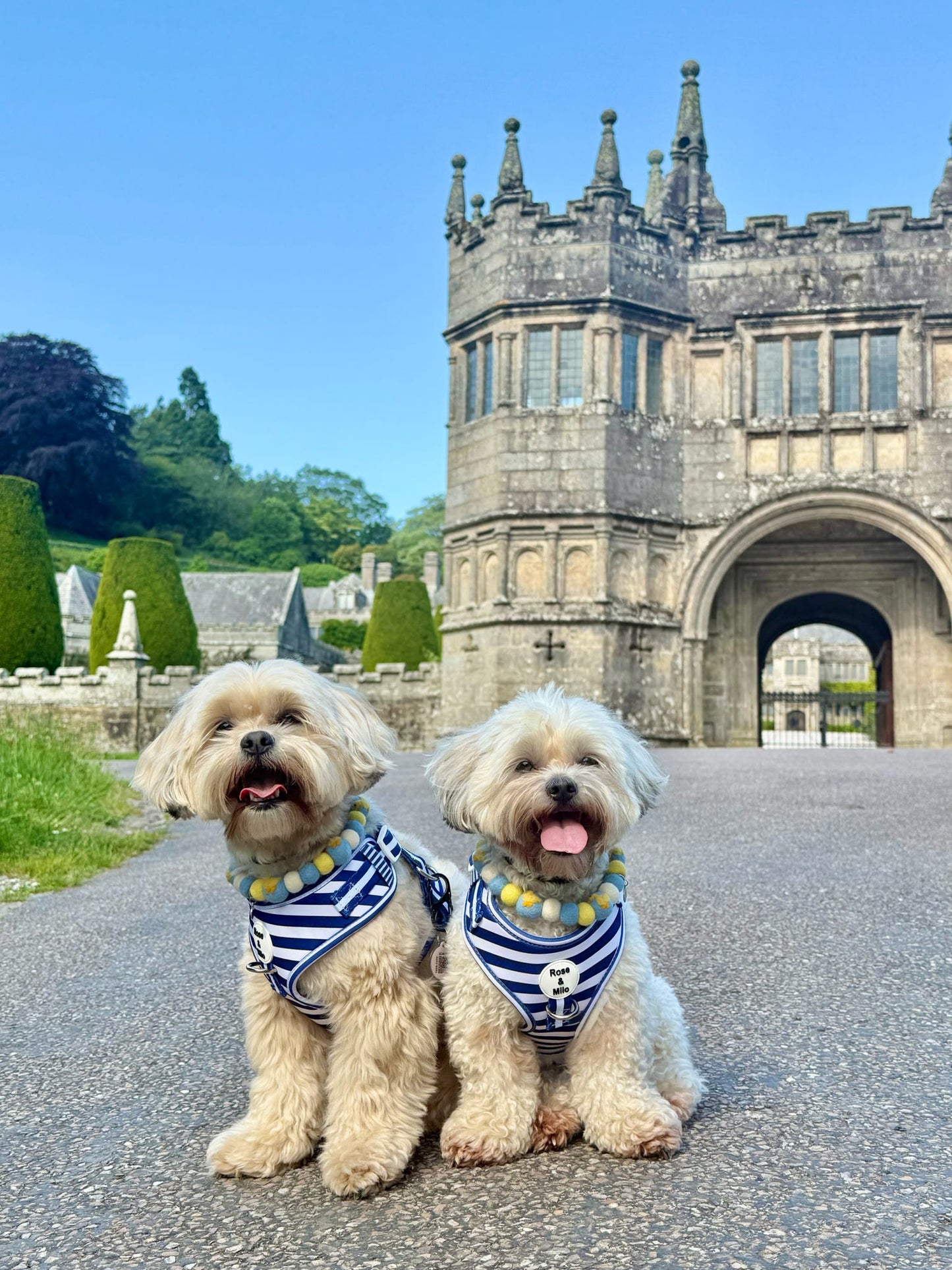 Blue Stripe Adjustable Dog Harness