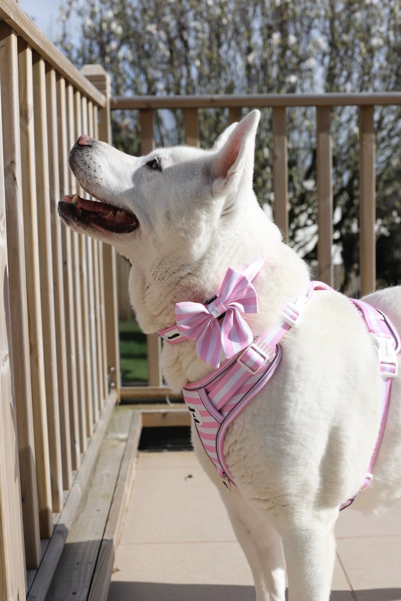 Pink Stripe Dog Sailor Bow