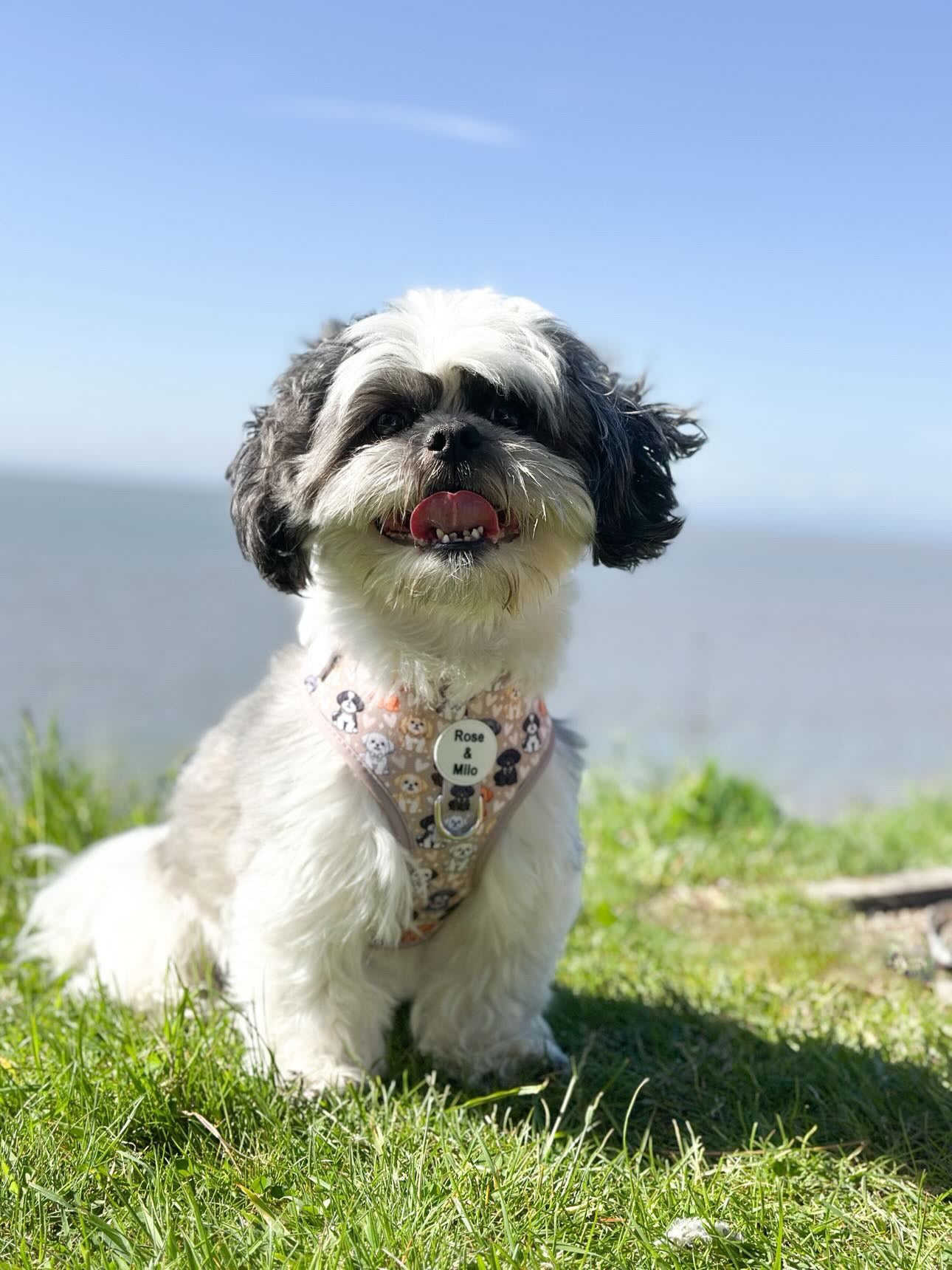 Harness Adjustable I Shih Tzu Not NEW