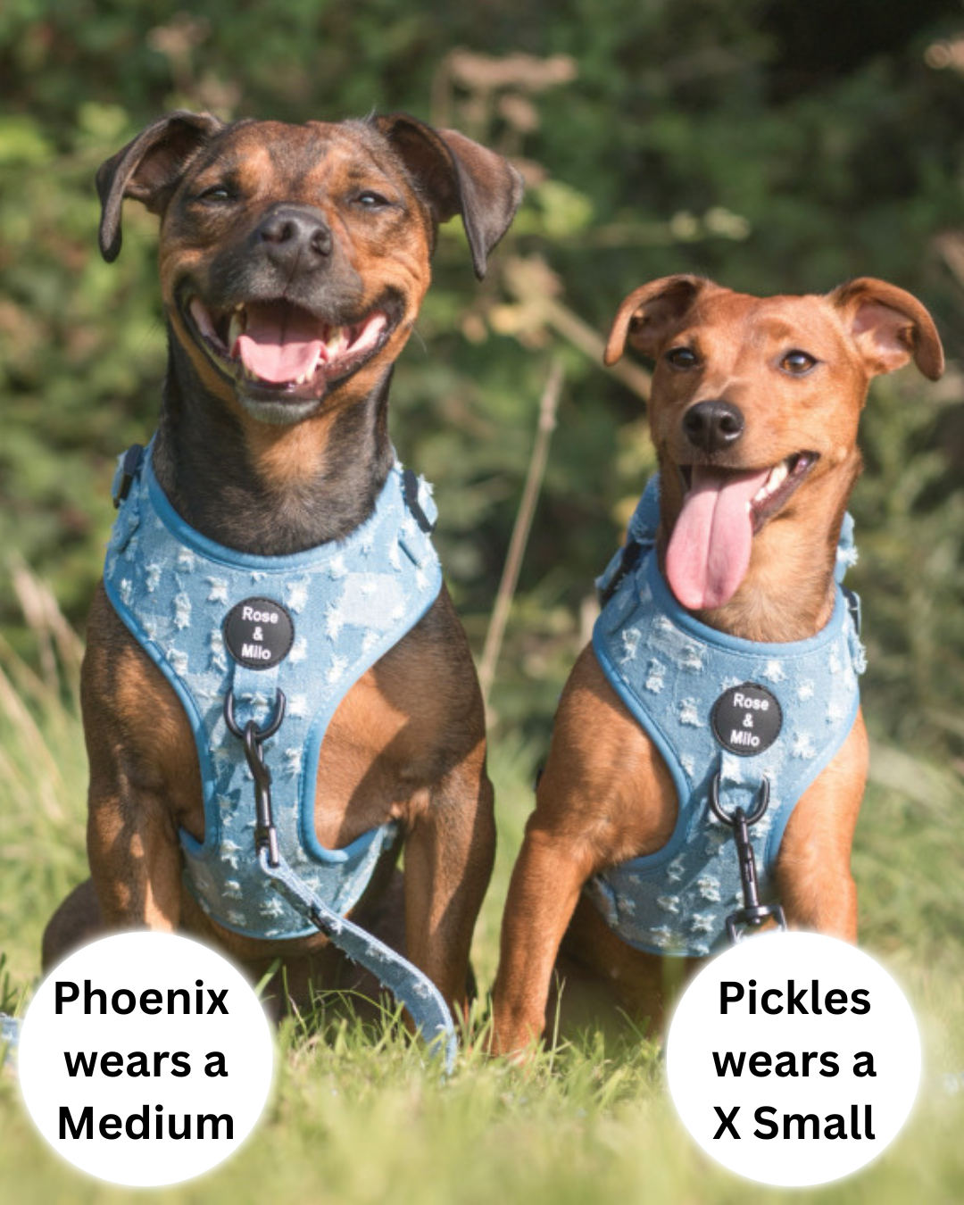 Doggy Denim Adjustable Dog Harness