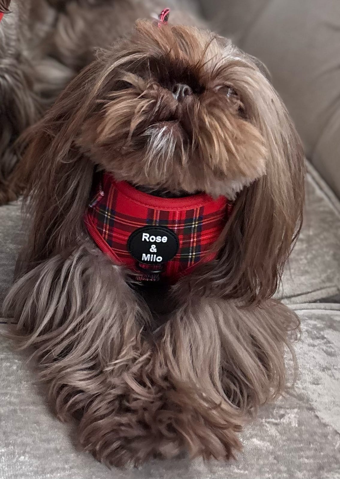 Red Tartan Adjustable Dog Harness