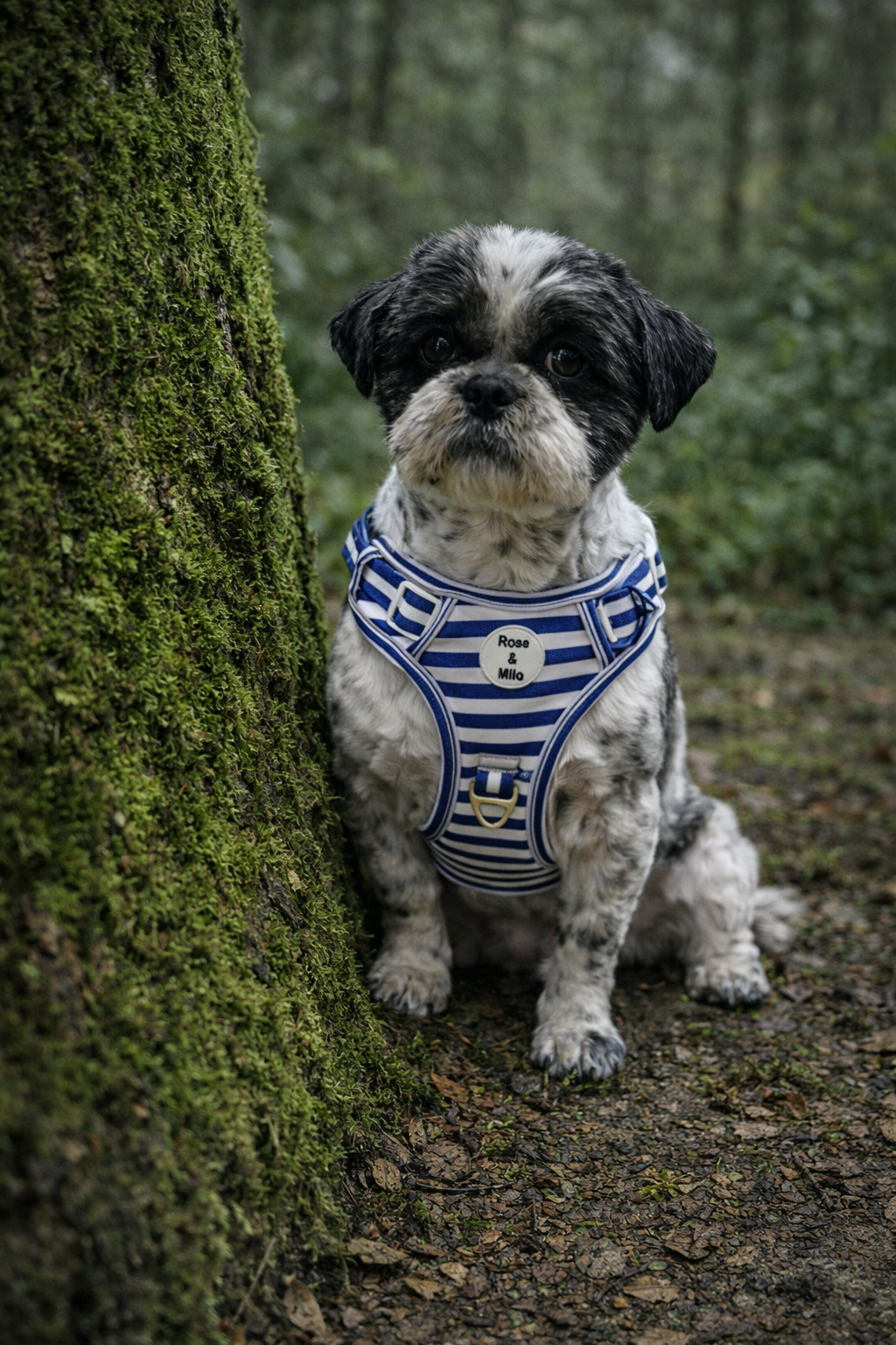 Blue Stripe Step-In Walk & Go Dog Harness