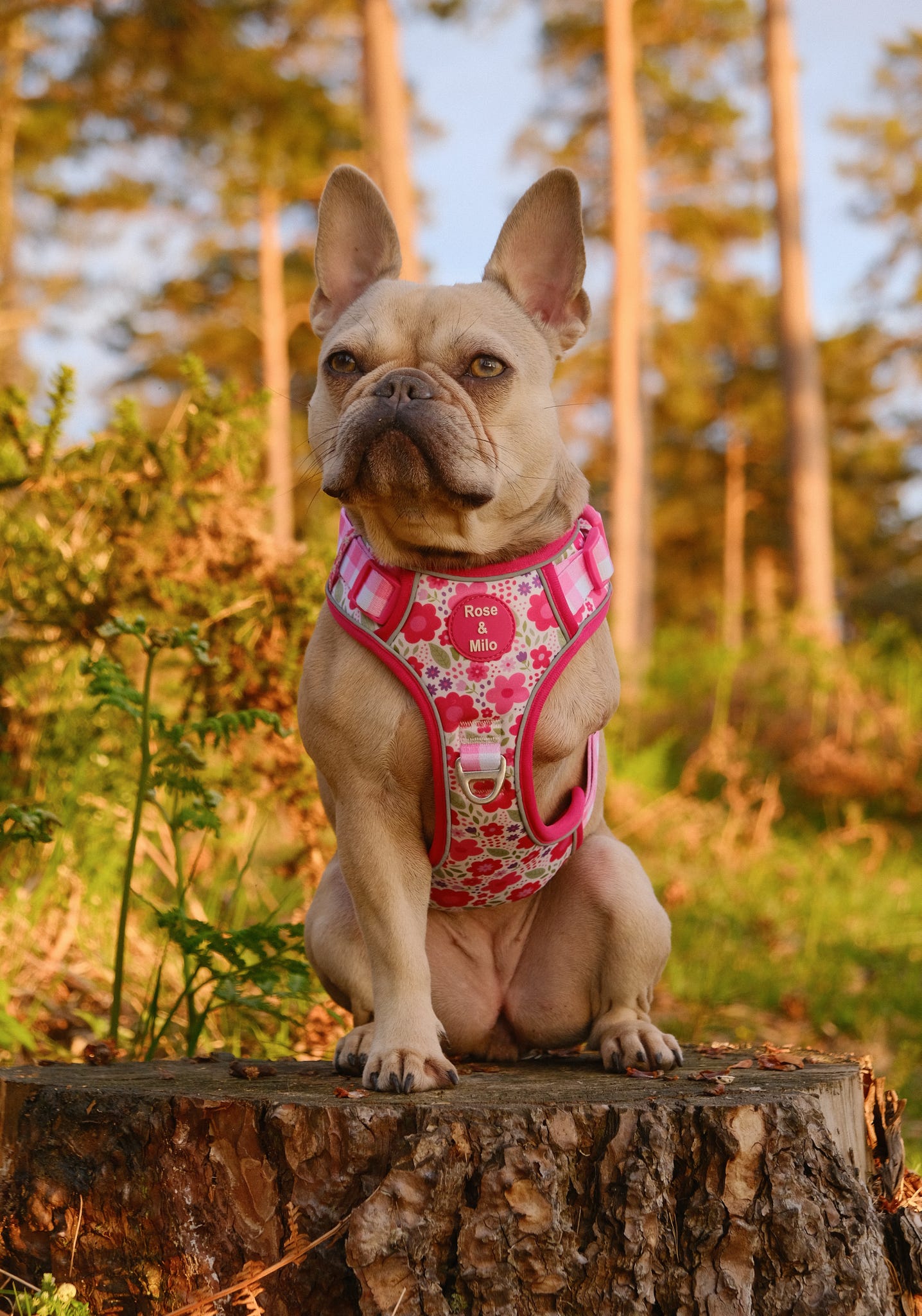 Pink Blooms Step-In Adjustable Walk & Go Harness