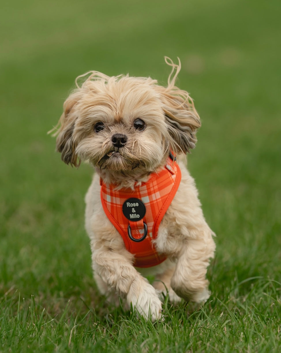 Orange Plaid Adjustable Dog Harness