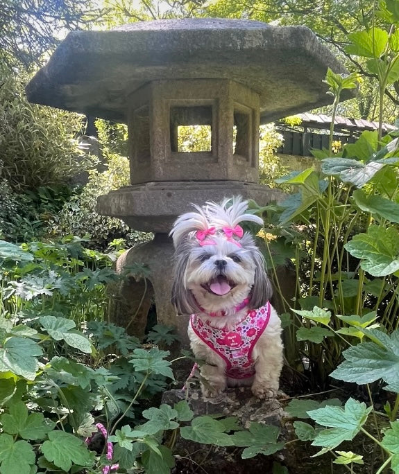 Pink Blooms Adjustable Dog Harness