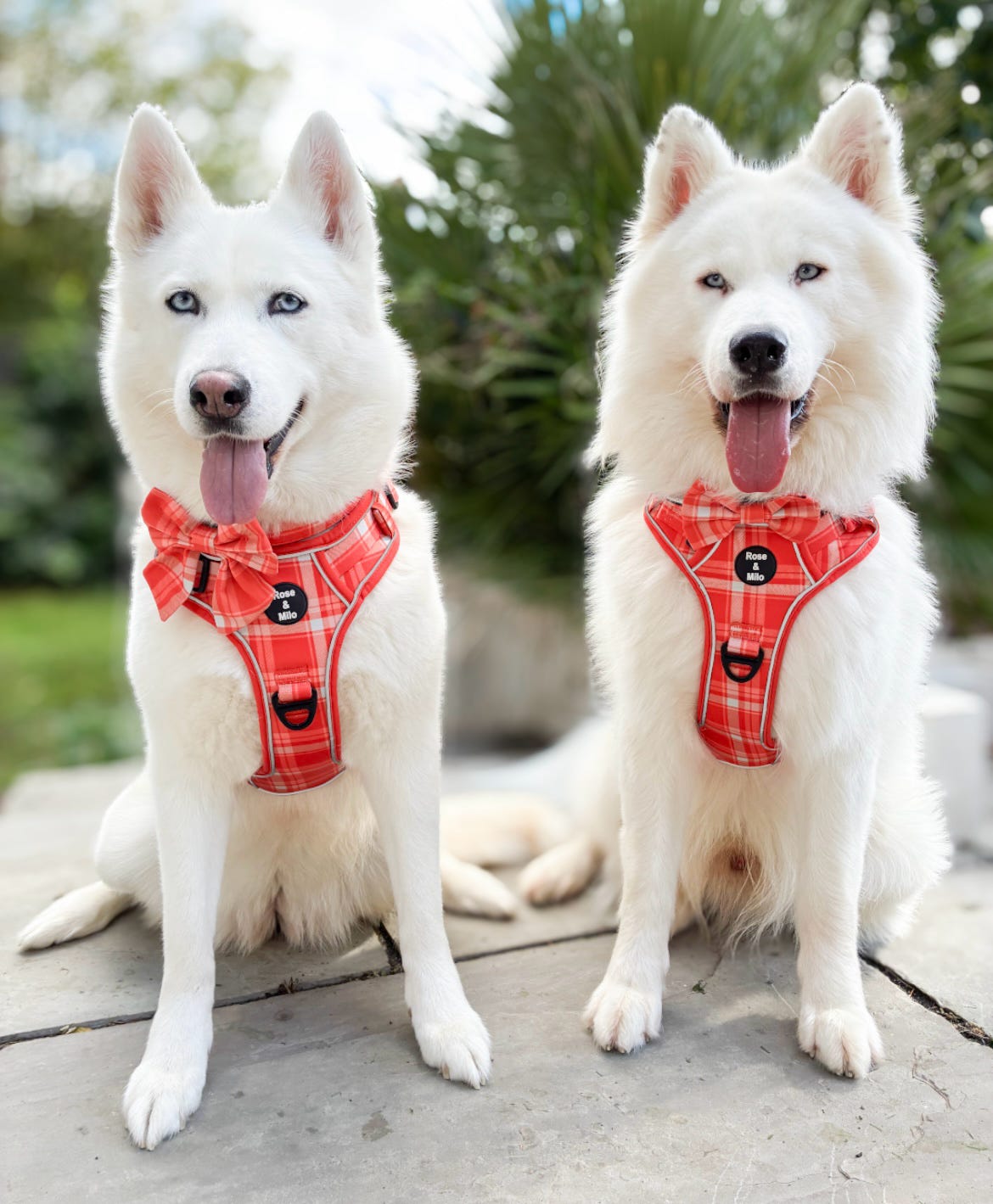 Orange Plaid Walk & Go Adjustable Dog Harness