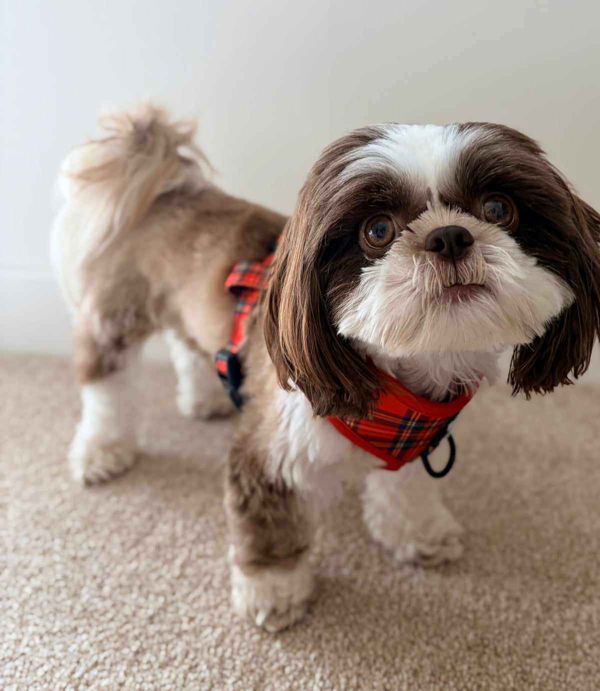 Red Tartan Adjustable Dog Harness