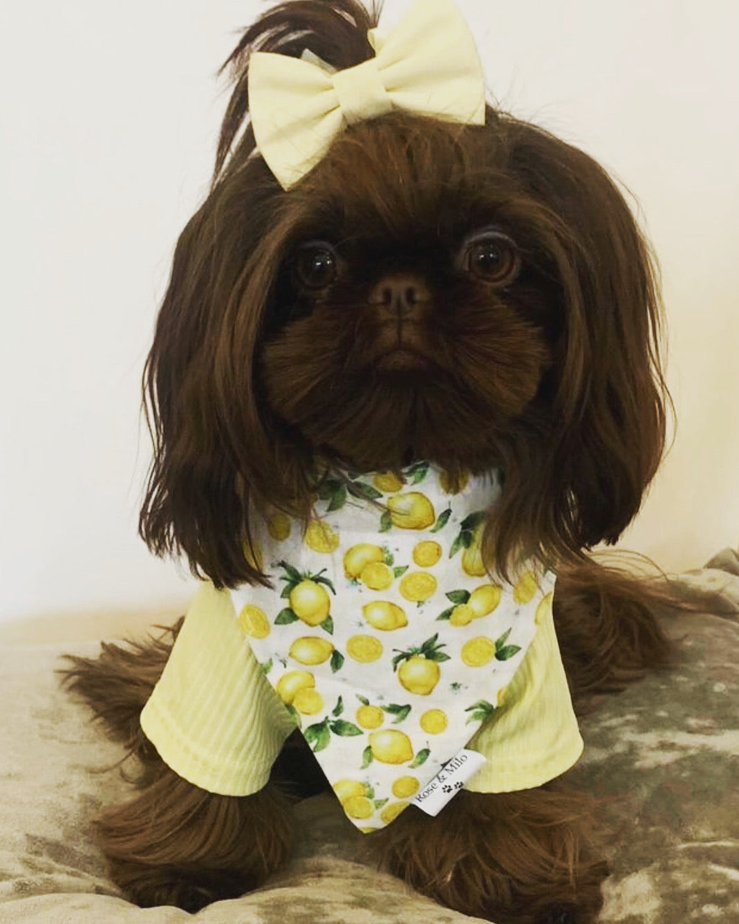 Lemon Reversible Bandana Small