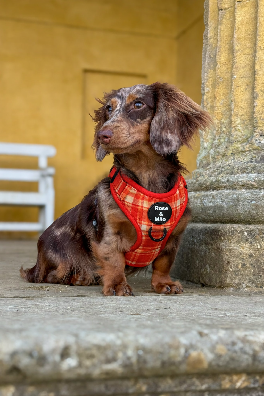 Orange Plaid Adjustable Dog Harness