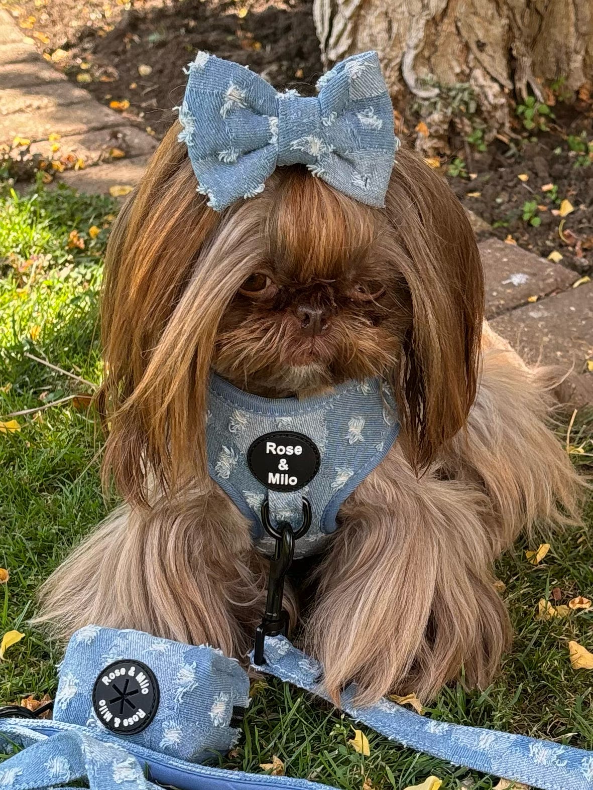 Doggy Denim Bow Tie Small & Large