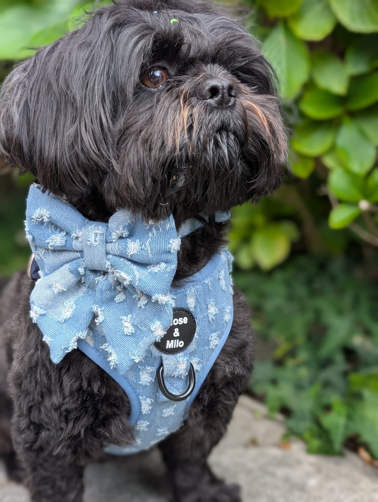 Doggy Denim Sailor Bow Tie