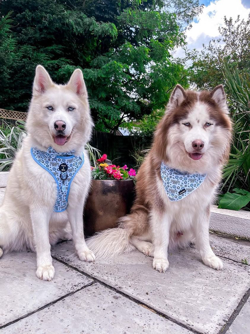 I’m a Mama’s Boy Bandana