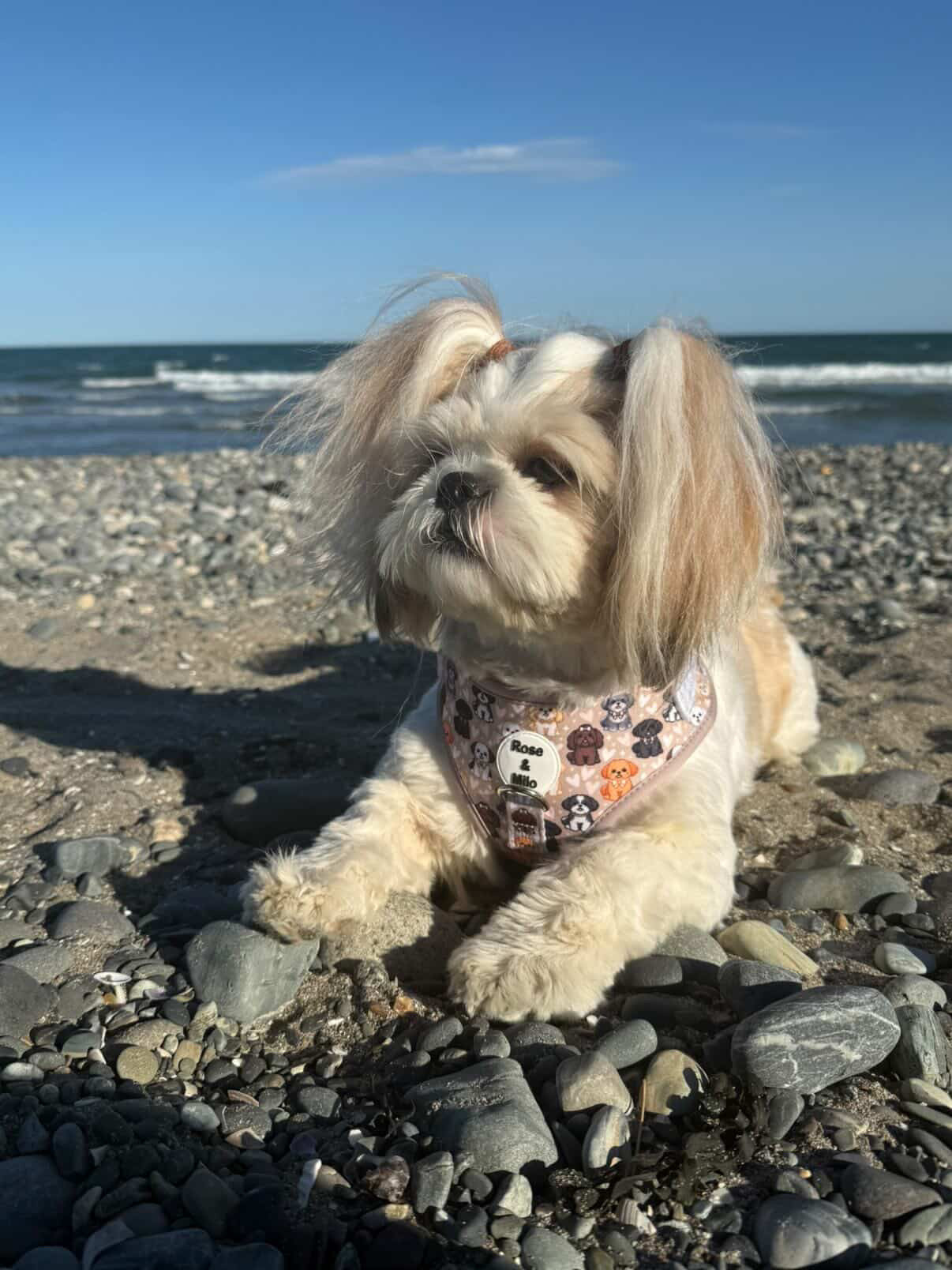 Harness Adjustable I Shih Tzu Not NEW