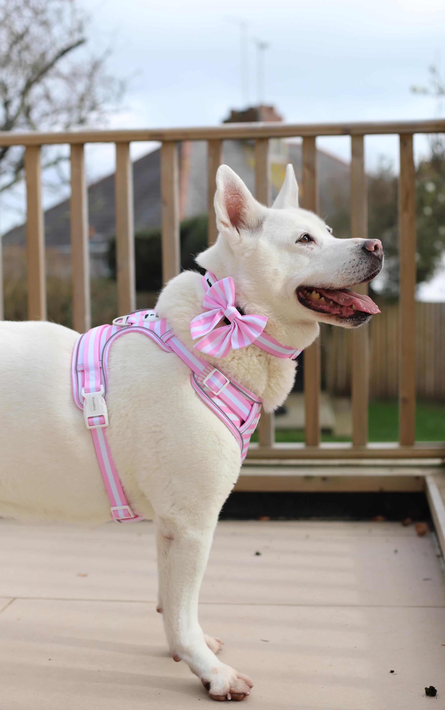 Pink Stripe Step-In Walk & Go Dog Harness