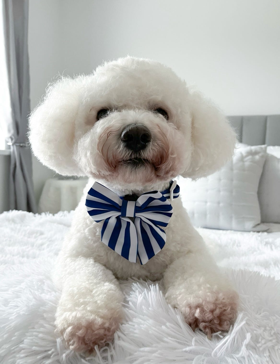 Blue Stripe Dog Sailor Bow
