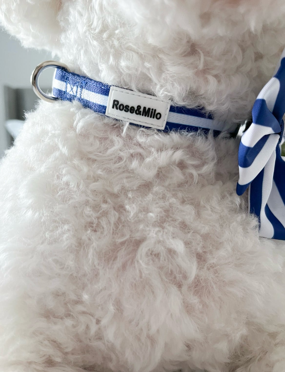 Blue Stripe Adjustable Dog Collar