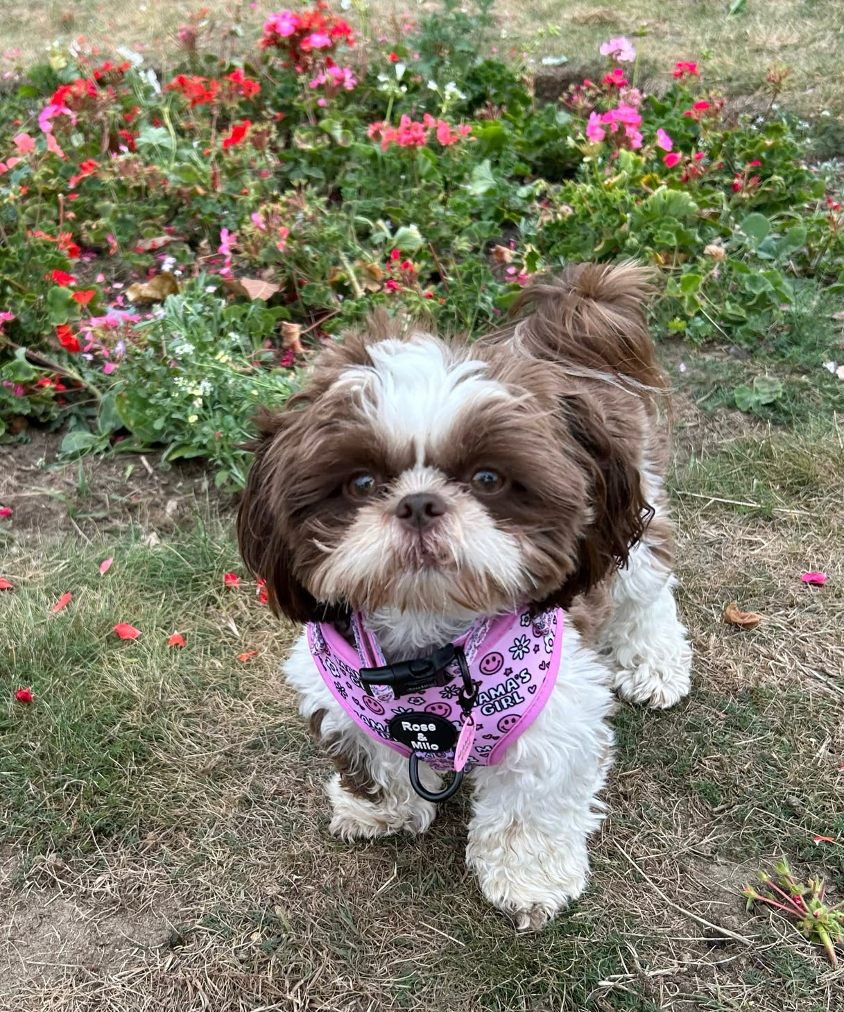 I’m a Mama’s Girl Adjustable Harness
