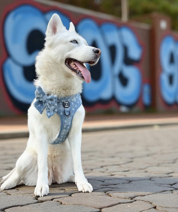 Large Adjustable Dog Harness £7.00