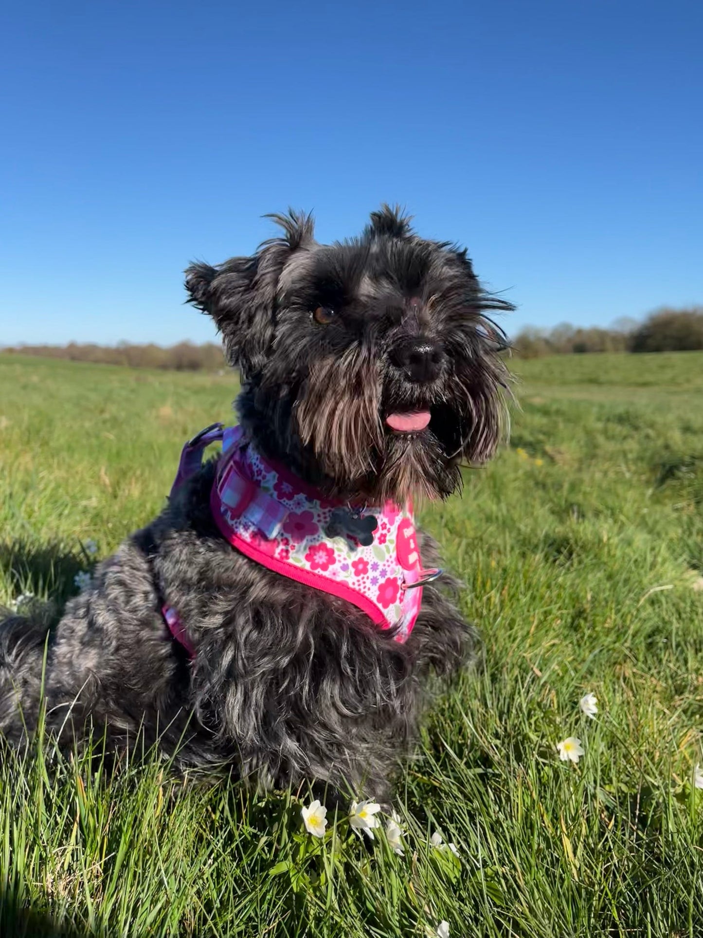 Pink Blooms Adjustable Dog Harness