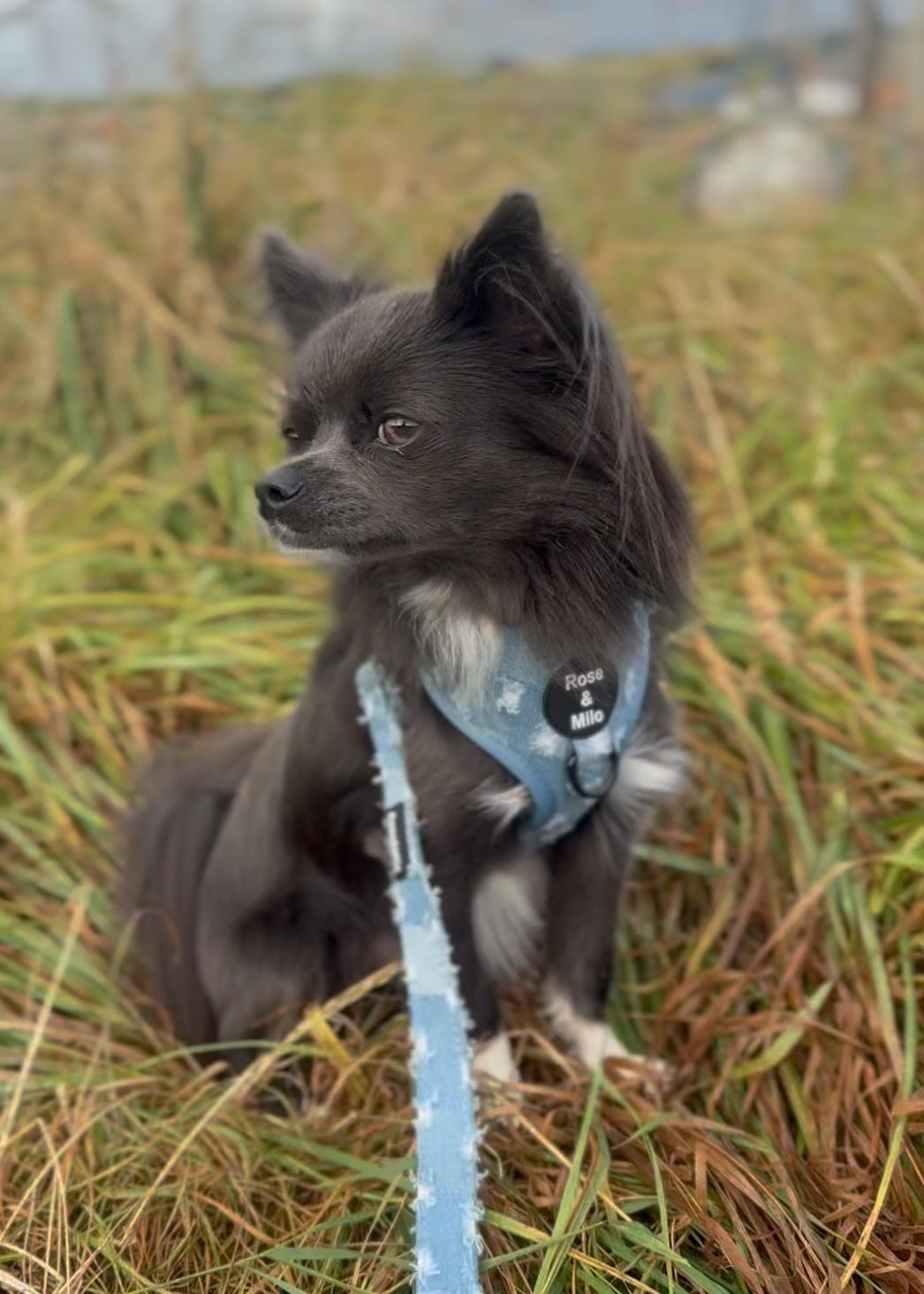 XXS Adjustable Harness Toy Breeds/Puppy £7.00