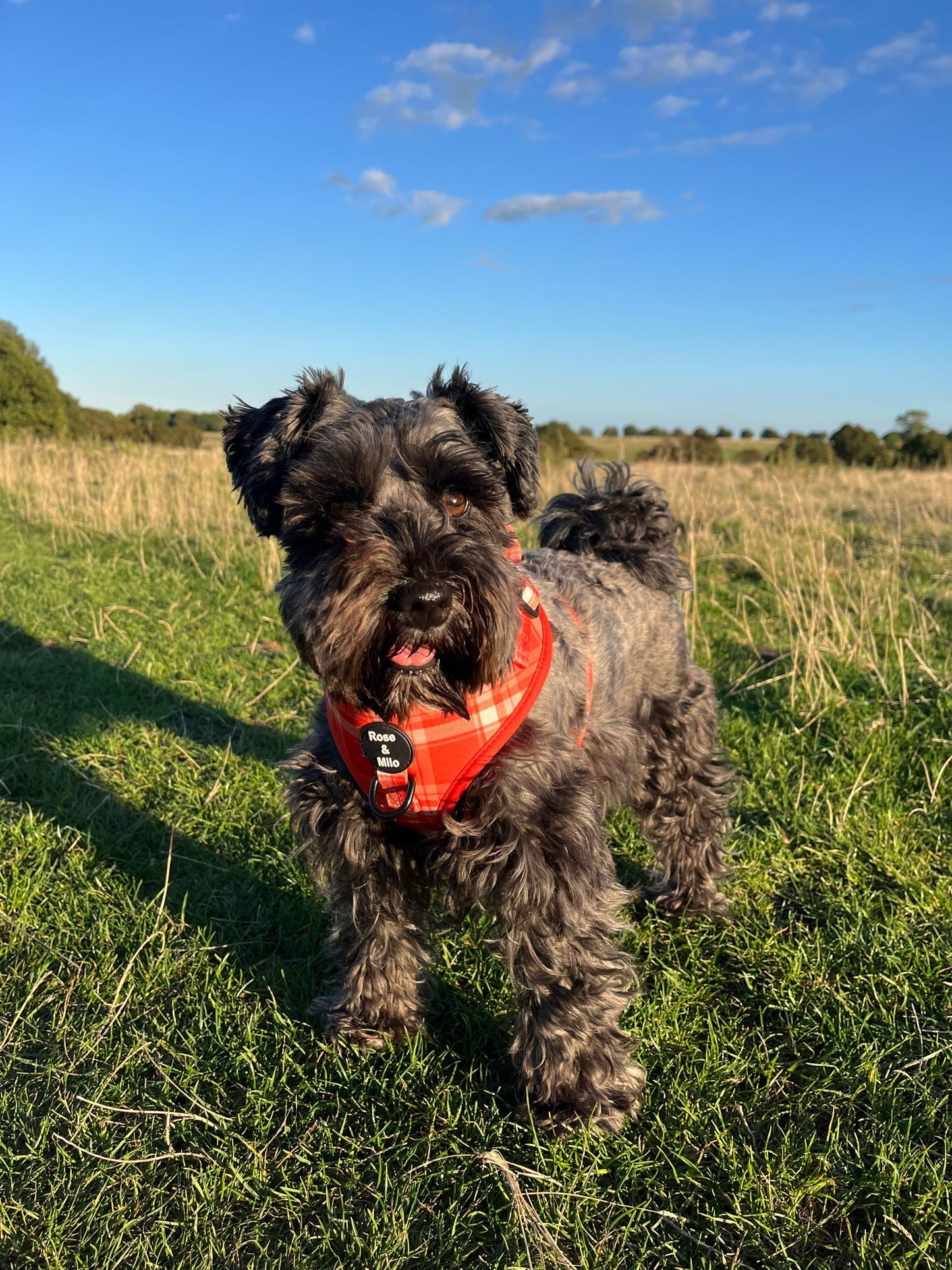 Orange Plaid Adjustable Dog Harness