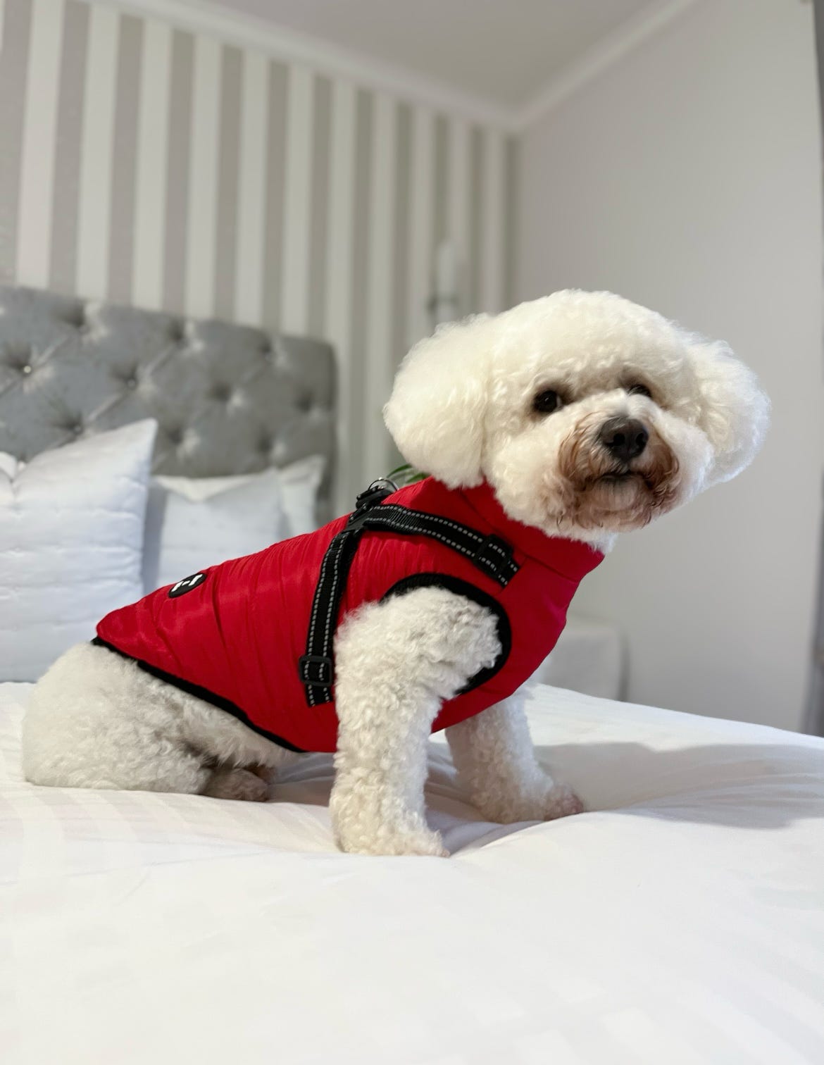 Dog Harness Coats Small-5XL