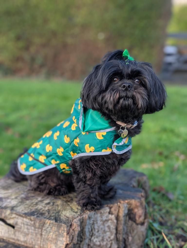 Cute Duck Dog Coat