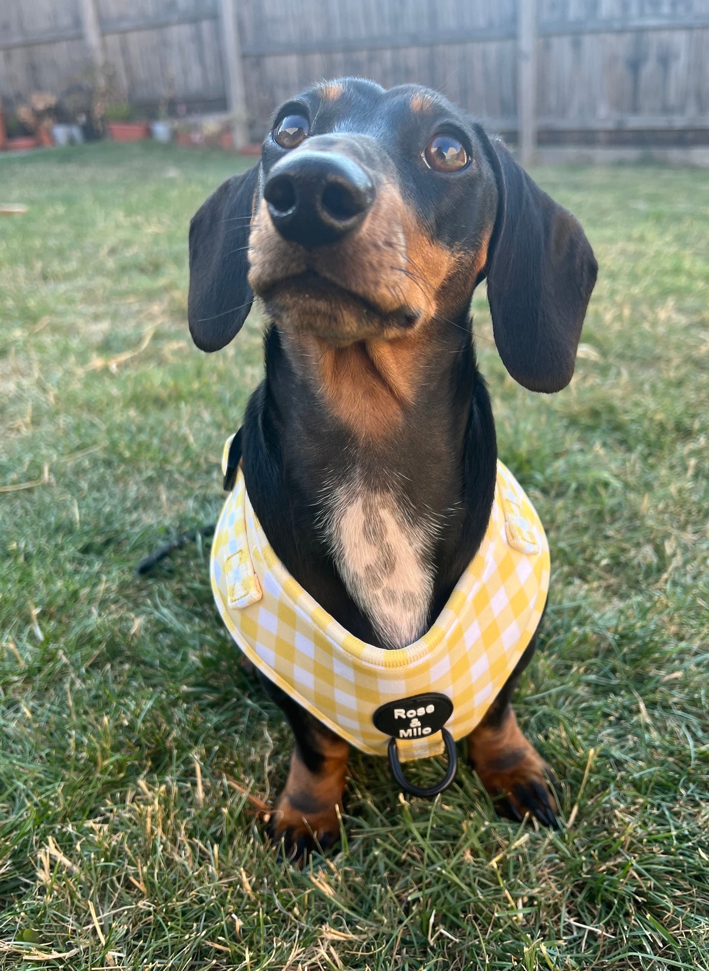 Lemon Check Adjustable Harness