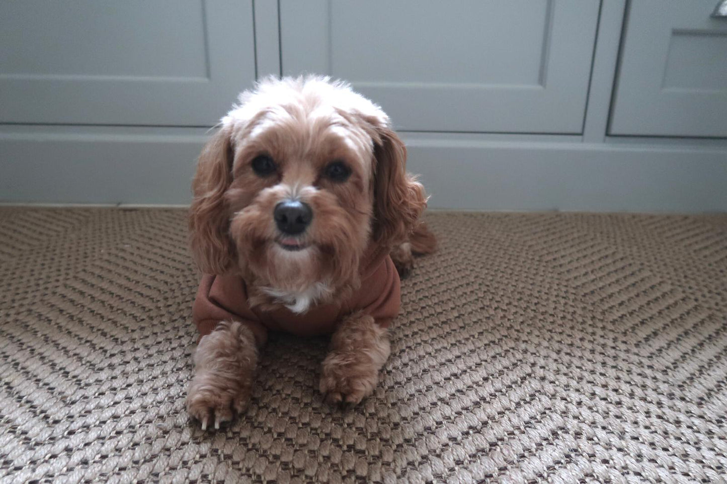Cute Dog Hoodie Brown
