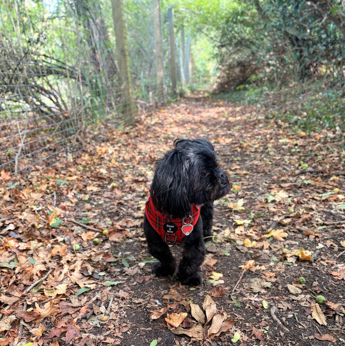 Red Tartan Adjustable Dog Harness