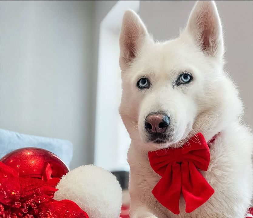 Christmas Velvet Sailor Bow Tie