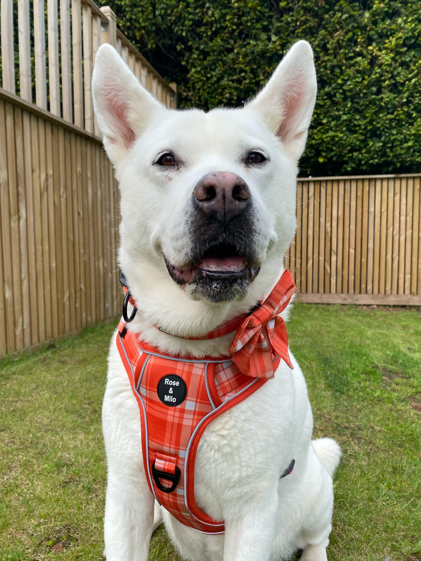 Orange Plaid Walk & Go Adjustable Dog Harness