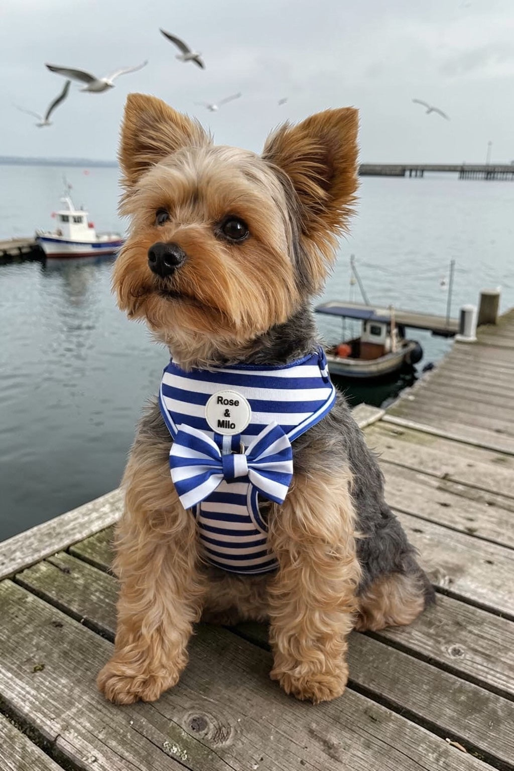 Blue Stripe Adjustable Dog Harness